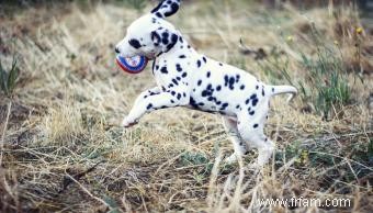 Quand votre chiot se calmera-t-il ? Réponses Plus Conseils 