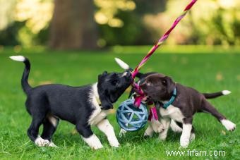 Quand votre chiot se calmera-t-il ? Réponses Plus Conseils 