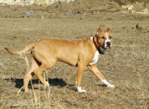 Conseils pour aider un chien nouvellement adopté à s adapter 