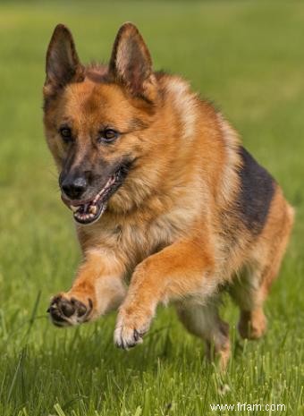 Ces races de chiens sont-elles sûres autour des enfants ? 