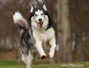 Ces races de chiens sont-elles sûres autour des enfants ? 