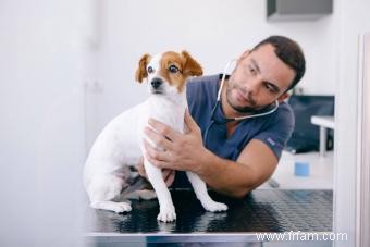 Le comportement d un chien change-t-il après avoir eu des chiots ? 