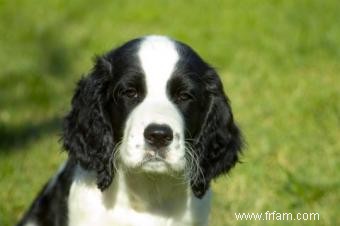 Problèmes d agression de chien et commande de pack 