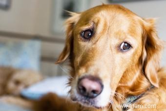 Médicaments contre l anxiété chez le chien :tenants et aboutissants pour calmer un chien 