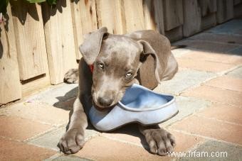 Médicaments contre l anxiété chez le chien :tenants et aboutissants pour calmer un chien 