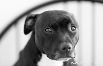 Statistiques des combats de chiens 