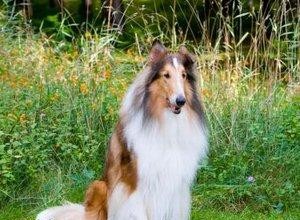 Colley de sauvetage craintif 