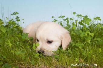 Théories sur les raisons pour lesquelles les chiens mangent de l herbe 