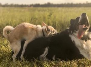 Pourquoi les chiens bossent :Dominance et autres facteurs 