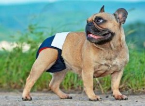 Les chiens ont-ils mal lorsqu ils sont en chaleur ? Ce qu il faut savoir 