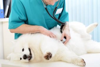 Grossesse de chien et vaccinations contre la rage 