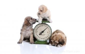 Estimations du poids du chiot 