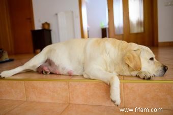 Symptômes tout au long de la grossesse du chien 