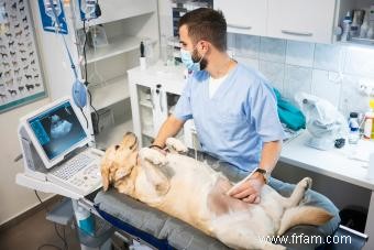 Symptômes tout au long de la grossesse du chien 