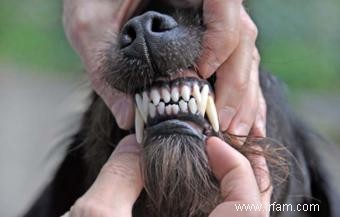 3 conseils importants pour l hygiène dentaire canine 