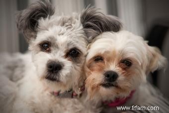 Adorables styles de toilettage Shih Tzu 