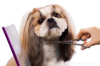 Adorables styles de toilettage Shih Tzu 