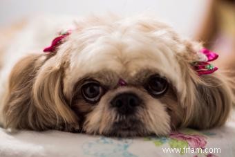 Adorables styles de toilettage Shih Tzu 