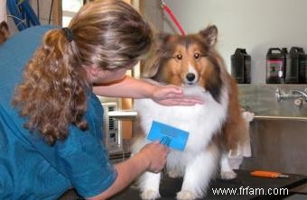 Emmener son chien chez le toiletteur 