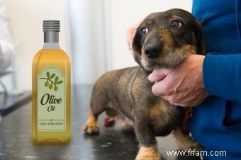 Utilisez de l huile d olive pour la peau sèche du chien 