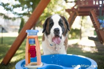 12 causes potentielles de soif excessive chez les chiens 