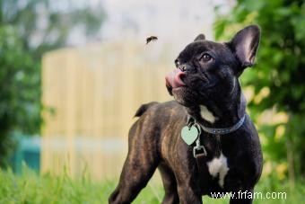 Mesures à prendre si votre chien a mangé une abeille 