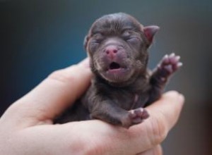 Guide de l éleveur pour savoir quand les chiots ouvrent les yeux (en moyenne) 
