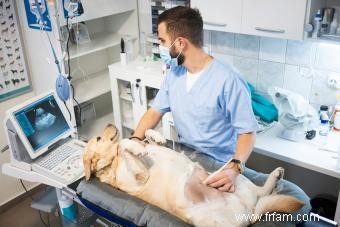 Un chien peut-il avoir un kyste ovarien? 