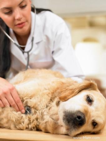 Effets secondaires du vaccin Lyme canin 