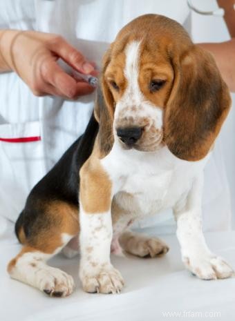 Effets secondaires du vaccin Lyme canin 