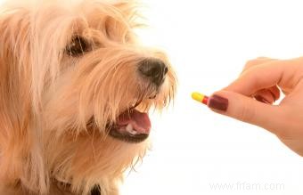 Soulagement de la douleur canine :Médicaments et options holistiques 