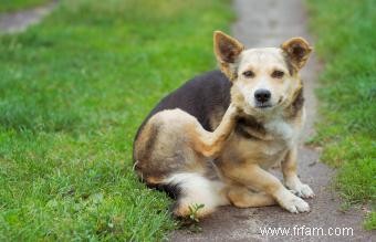 Choisir des pilules ou des médicaments contre les puces, les tiques et les vers du cœur pour chiens 