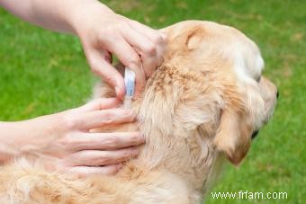 Choisir des pilules ou des médicaments contre les puces, les tiques et les vers du cœur pour chiens 