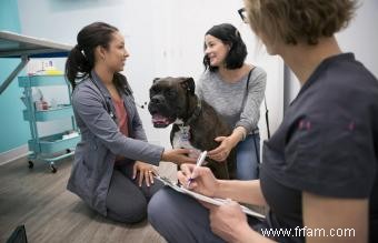 Choisir des pilules ou des médicaments contre les puces, les tiques et les vers du cœur pour chiens 