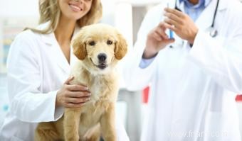 Calendrier de vaccination et de vaccination des chiens courants 