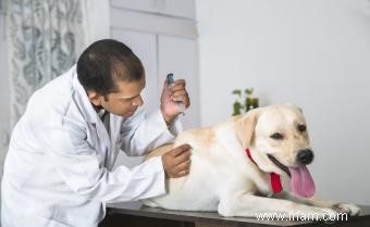 Calendrier de vaccination et de vaccination des chiens courants 