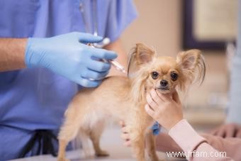 Calendrier de vaccination et de vaccination des chiens courants 