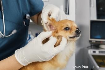 Signes courants d une infection à levures dans l oreille de votre chien 