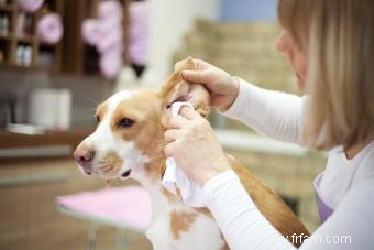 Signes courants d une infection à levures dans l oreille de votre chien 