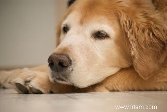 Nez de chien croustillant 