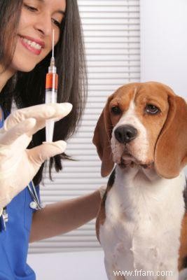 Dangers de la combinaison des vaccinations et des traitements contre les puces 