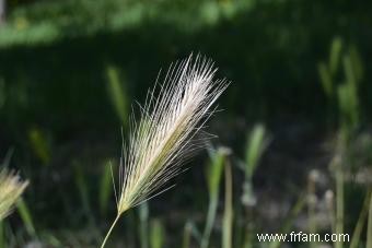 Dangers des barbes d herbe pour les chiens 