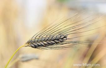 Dangers des barbes d herbe pour les chiens 