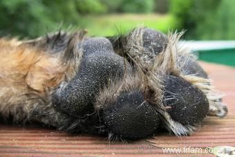 Dangers des barbes d herbe pour les chiens 