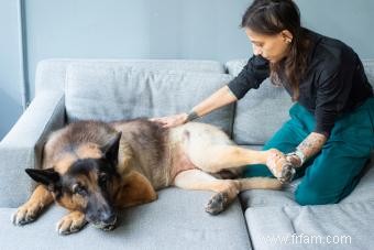 Diagnostiquer la dysplasie de la hanche chez le chien et les prochaines étapes 