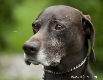 Les remèdes naturels contre les vers du cœur canins fonctionnent-ils ? 