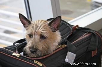 Voyage en avion avec un chien 