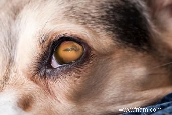 Problèmes oculaires chez le chien 