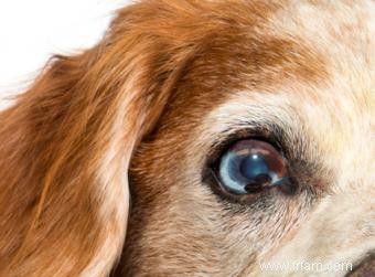 Problèmes oculaires chez le chien 