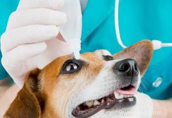 Problèmes oculaires chez le chien 